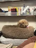 pipipi87