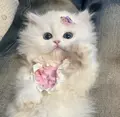 coneko