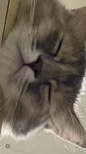 oburicco