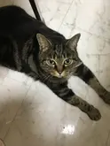 tonnpeiyaki