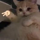 ip2sy