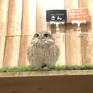 kokinme_owl