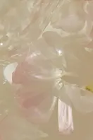 tkcmzl