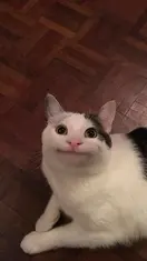 __uau
