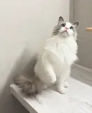 myaomyao0111