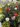 siderite_2bebf2