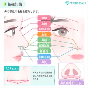 鼻孔縁下降の解説画像2