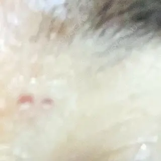 7日目の経過画像（1枚目）