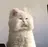 nyanchuuu1231